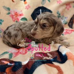 Chocolate and cream dapple - Chocolate and cream male Dachshund puppy in Mt. Pleasant, Texas from The Spotted Doxie