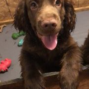 Bullmastiffs and Sussex Spaniels from Ol West Bullmastiffs and Sussex Spaniels