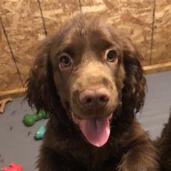 Bullmastiffs and Sussex Spaniels from Ol West Bullmastiffs and Sussex Spaniels