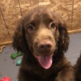 Bullmastiffs and Sussex Spaniels from Ol West Bullmastiffs and Sussex Spaniels