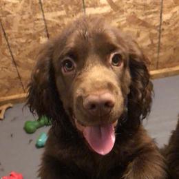Bullmastiffs and Sussex Spaniels from Ol West Bullmastiffs and Sussex Spaniels