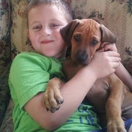 Rhodesian Ridgeback Puppies from On The Rocks Rhodesian Ridgebacks