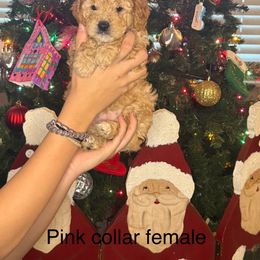 Goldendoodle Puppies from Gracious Doodle Dogs