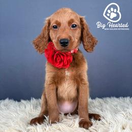 Aura - Sable female Goldendoodle puppy in Utah County, Utah from Big Hearted Breeders