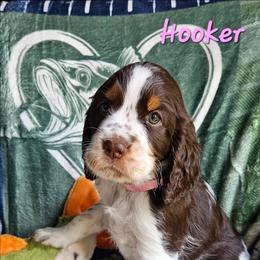 Hooker - Liver white and tan female English Springer Spaniel puppy in Grant, Michigan from Bedell's Riverdog Run