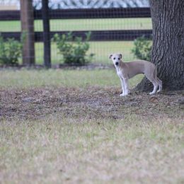Whippet Puppies from Wise Heart Whippets