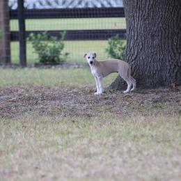 Whippet Puppies from Wise Heart Whippets