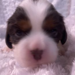 Charlie - Chocolate male Cavalier King Charles Spaniel puppy in Zion Crossroads, Virginia from Karma's Cavaliers