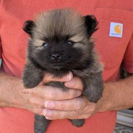 K - Orange sable male Pomeranian puppy in Cocoa, Florida from Pom Coast Pomeranians