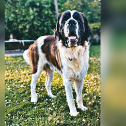 Wallace - Saint Bernard
