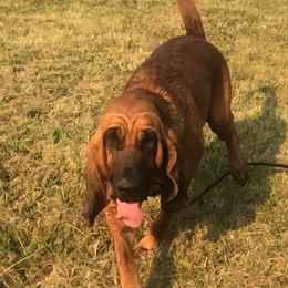 Annabelle - Bloodhound