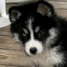 Siberian Huskies from Whispering Acres
