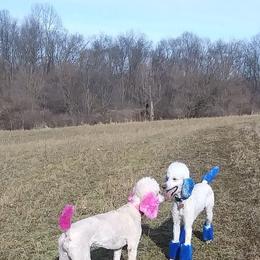 Poodle Puppies from Barbi's Standards