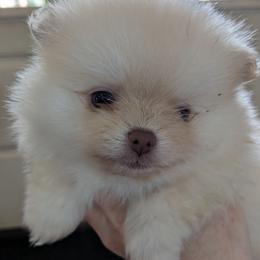 Peanut - Cream male Pomeranian puppy in Westphalia, Kansas from Prairie Ridge Kennel
