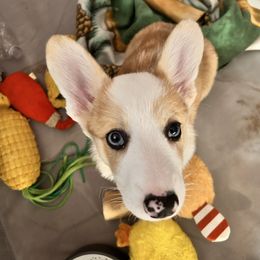 Varuna - Red female Pembroke Welsh Corgi puppy in Spring Hill, Florida from Chaotic Canines