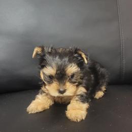 DAISY - Black and tan female Yorkshire Terrier puppy in Chickasha, Oklahoma from SISSYS YORKIES