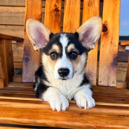 Ren - Black and tan male Pembroke Welsh Corgi puppy in El Dorado Springs, Missouri from Trixie Dixie