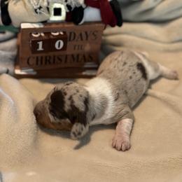 Hershey - Dapple female Dachshund puppy in Corona, California from Over The Moon Dachshunds