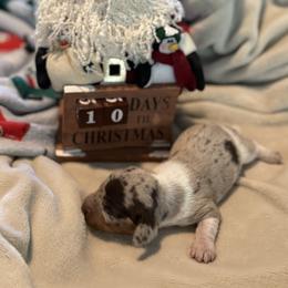 Hershey - Dapple female Dachshund puppy in Corona, California from Over The Moon Dachshunds