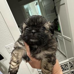 Millie - Silver female Shih Tzu puppy in Mineola, Texas from RL Phillips Shihtzus