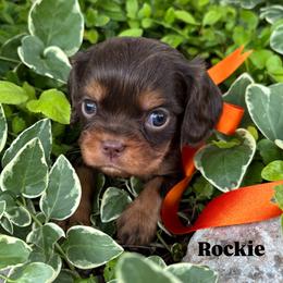 Bernedoodle, Cavalier King Charles Spaniel, Cavapoo, Goldendoodle, and Poodle Puppies from Gypsi Doodles & Poodles LLC.