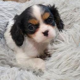Christina - aka Turtle -read description - Tri-color female Cavalier King Charles Spaniel puppy in Sparta, Georgia from Southern Edge Kennel