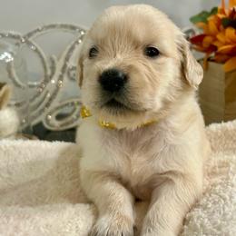 Lexi - Light golden female Golden Retriever puppy in Doniphan, Missouri from Stockford’s Golden Retrievers