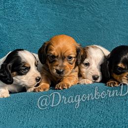 Dachshunds from melissa Milano
