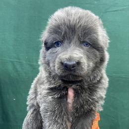Girl 2 - Blue female German Shepherd puppy in Pelham, North Carolina from P & P Shepherds