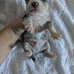 Lushie - Merle male Chihuahua puppy in Amity, Pennsylvania from Baxters Chihuahuas