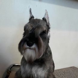 Miniature Schnauzer Puppies from Starbound Miniture Schnauzer's