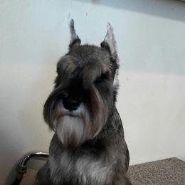 Miniature Schnauzer Puppies from Starbound Miniture Schnauzer's
