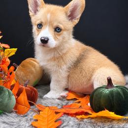 Susie Q - Sable and white female American Corgi puppy in Missouri from Country Legends Aussies & Corgis