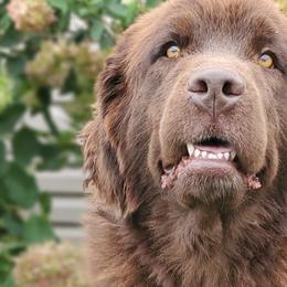 Solo - Newfoundland
