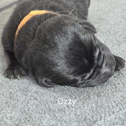 Boy 3 - male Labrador Retriever puppy in Greenwich, Ohio from Pure Gem Kennel