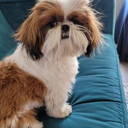 Shih Tzu Puppies from Willow Lane Shih Tzus