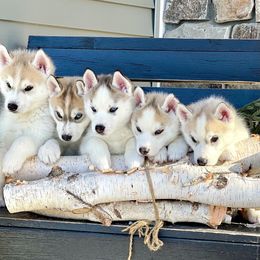 Siberian Husky Puppies from Antler Creek Siberians