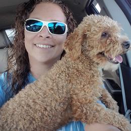 Havanese, Miniature Schnauzers, Poodles, and Schnoodles from Mashburns Little Munchkins