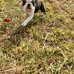 Boston Terrier and French Bulldog Puppies from 3B Kennels-Beth’s Best Boston’s