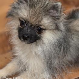 Maui not from Hawaii. California - Wolf sable male Pomeranian puppy in El Centro, California from BabyBooPoms