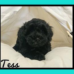 Tess - Black female Schnoodle puppy in Lebanon, Missouri from Cedar Glades Canines