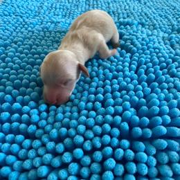 Chai - Cream female Dachshund puppy in Wolf Lake, Indiana from Canisteo Dachshunds