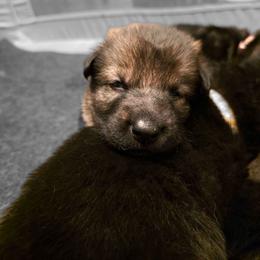 Gray Collar (Calypso) - Sable female German Shepherd puppy in Hermitage, Pennsylvania from Shepherds of the Hundred Acres