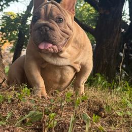 Gengar - Fawn and white male French Bulldog puppy in Tulsa, Oklahoma from EvergreenEliteKennel