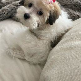 Gizmo - Havanese