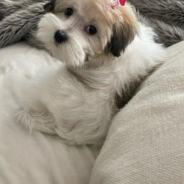 Gizmo - Havanese
