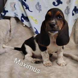 Maximus - Black brown and white male Basset Hound puppy in Newton Grove, North Carolina from MGA Basset Hound