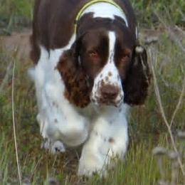 Birdy - English Springer Spaniel