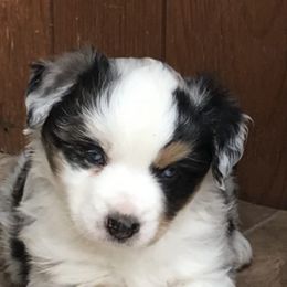 Miniature Australian Shepherds from Penelope’s Aussie Paws