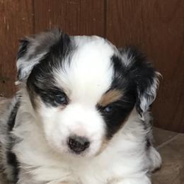 Miniature Australian Shepherds from Penelope’s Aussie Paws